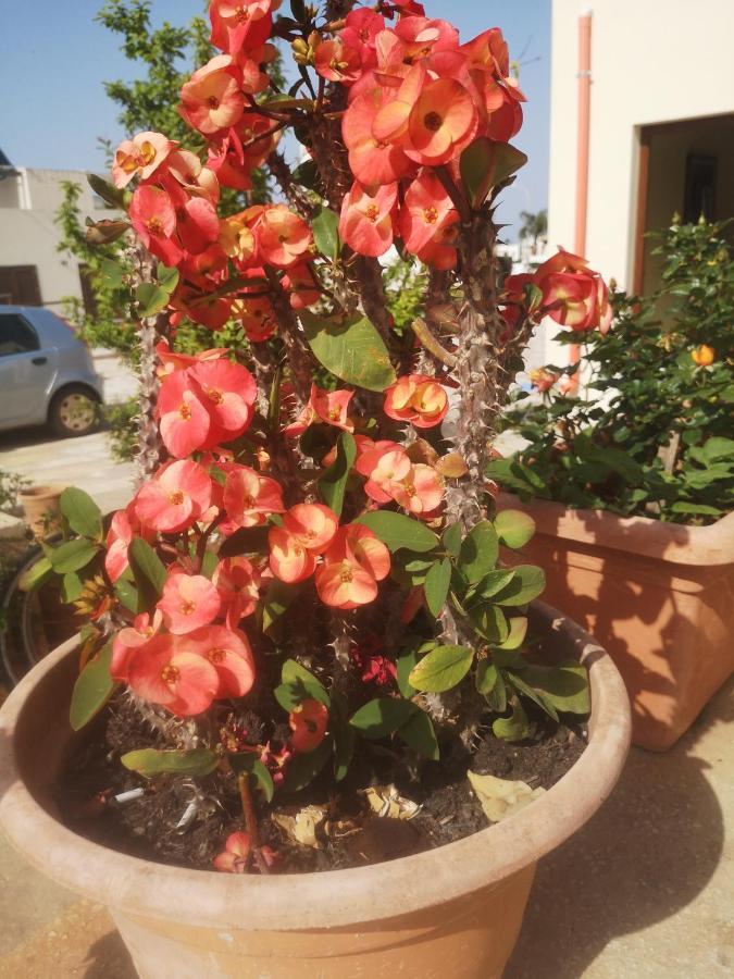 Casa Vacanza Da Samuele San Vito Lo Capo Buitenkant foto